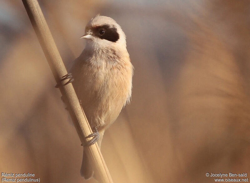 Rémiz penduline mâle