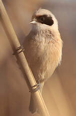 Rémiz penduline