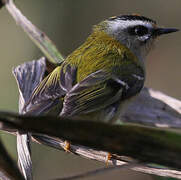 Common Firecrest