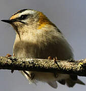 Common Firecrest