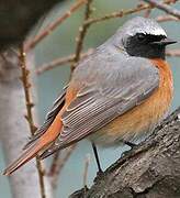 Common Redstart