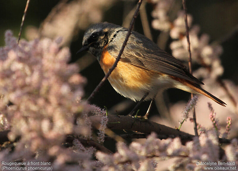 Common Redstart male adult