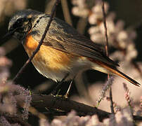 Common Redstart