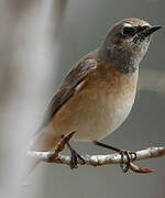 Common Redstart