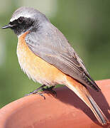 Common Redstart