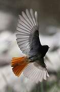 Black Redstart