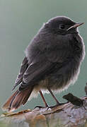 Black Redstart