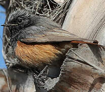 Black Redstart