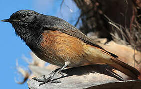 Black Redstart