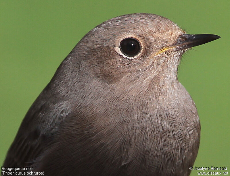 Black Redstart