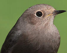 Black Redstart