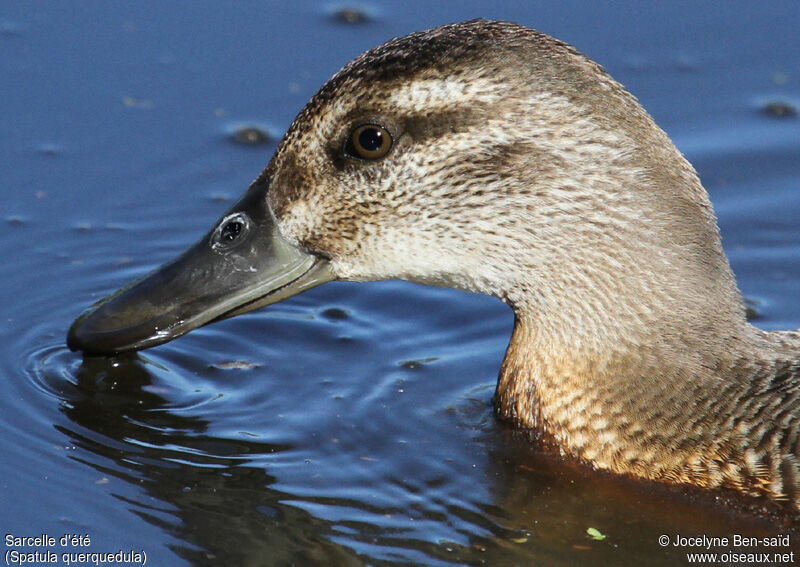 Garganey