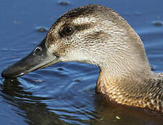 Garganey