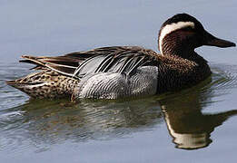 Garganey