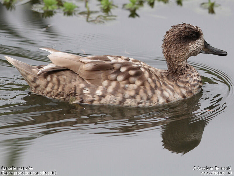 Marbled Duck