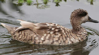 Marbled Duck