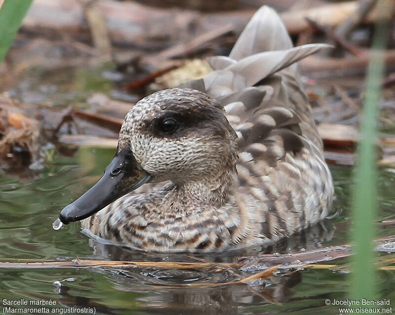 Marbled Duck