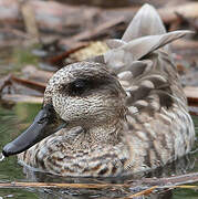 Marbled Duck