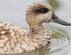 Marbled Duck