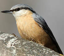 Eurasian Nuthatch