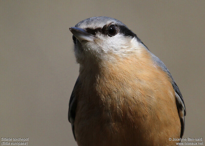 Eurasian Nuthatchadult