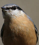 Eurasian Nuthatch