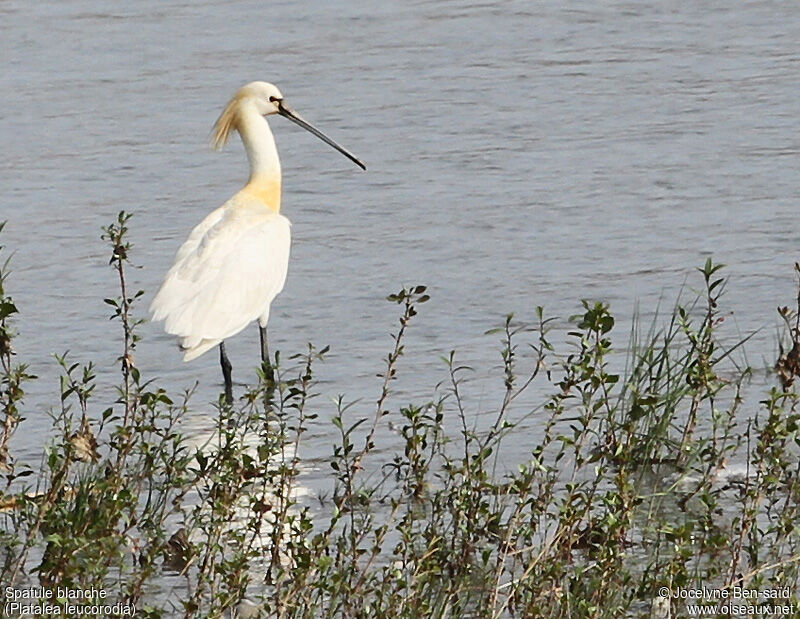 Eurasian Spoonbill