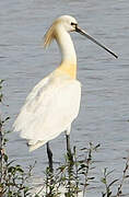 Eurasian Spoonbill