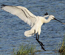 Eurasian Spoonbill