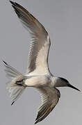 Sandwich Tern