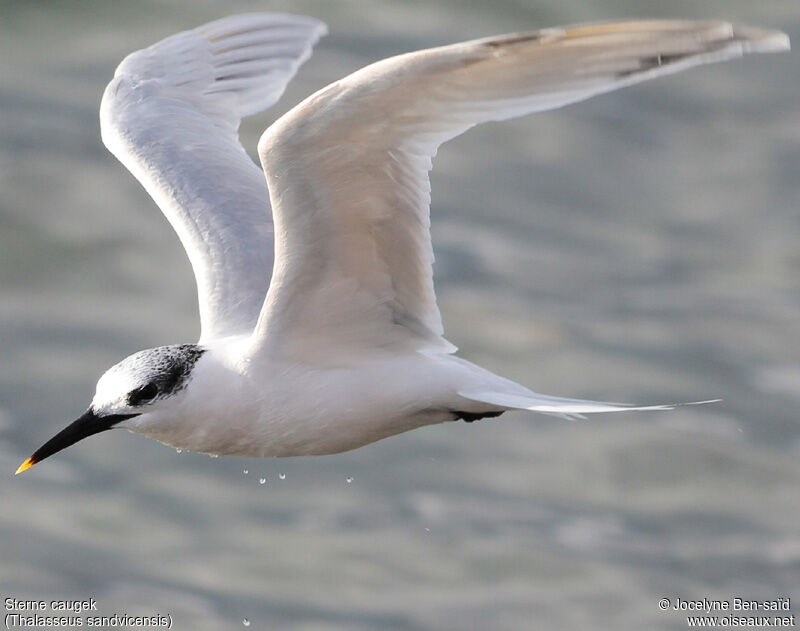 Sandwich Tern