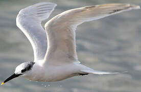 Sandwich Tern