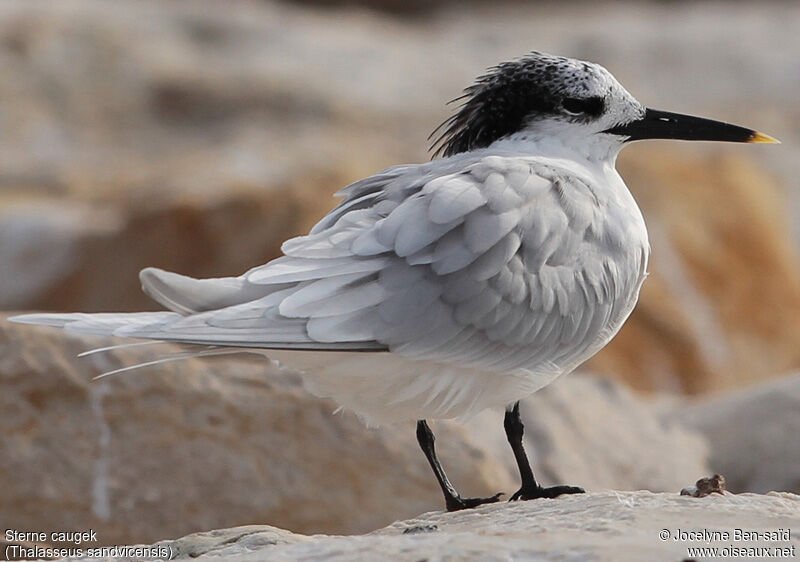 Sandwich Tern