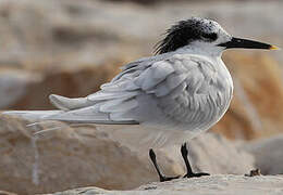 Sandwich Tern