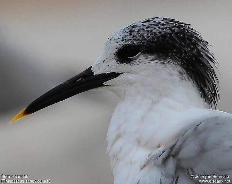 Sandwich Tern