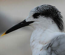 Sandwich Tern