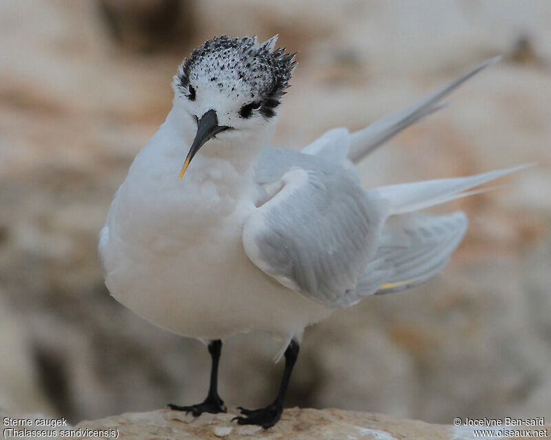 Sandwich Tern