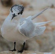 Sandwich Tern