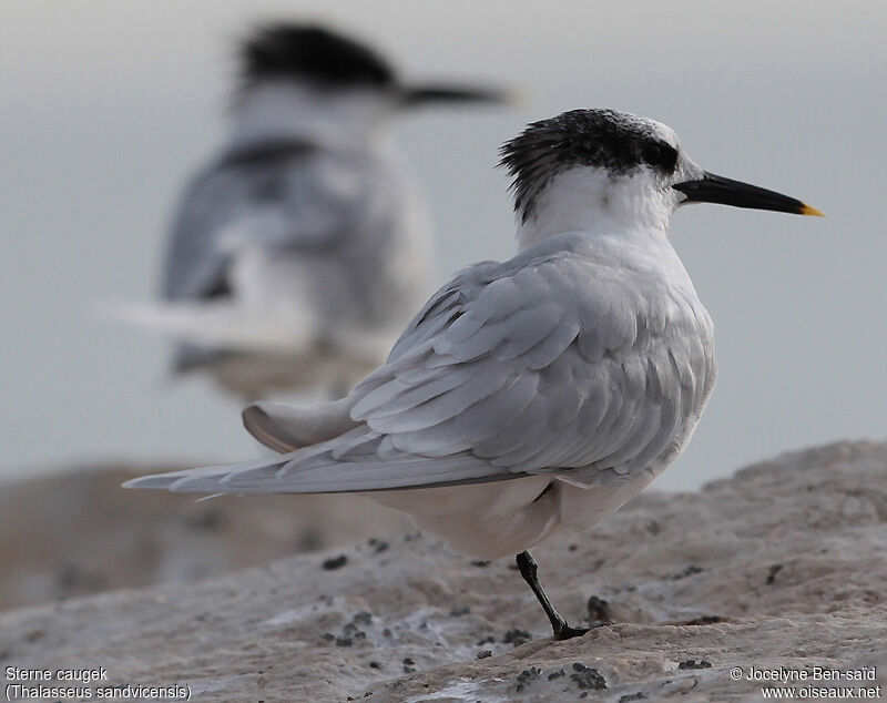 Sandwich Tern