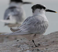 Sandwich Tern