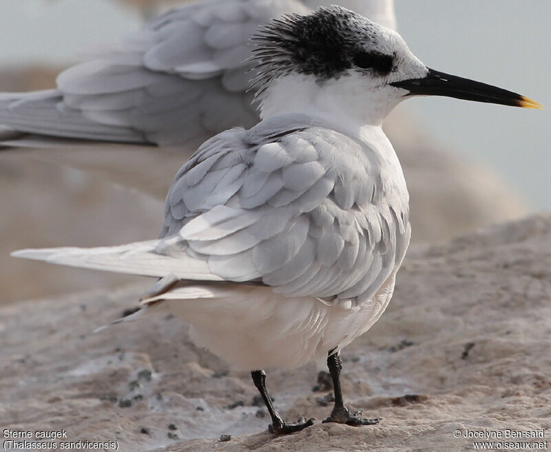 Sandwich Tern