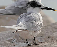 Sandwich Tern