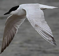 Gull-billed Tern