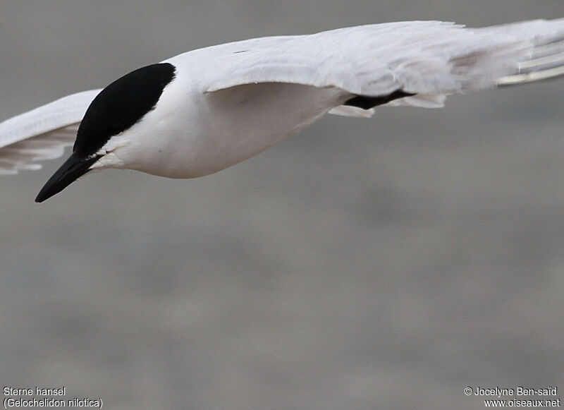 Gull-billed Tern