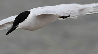 Gull-billed Tern