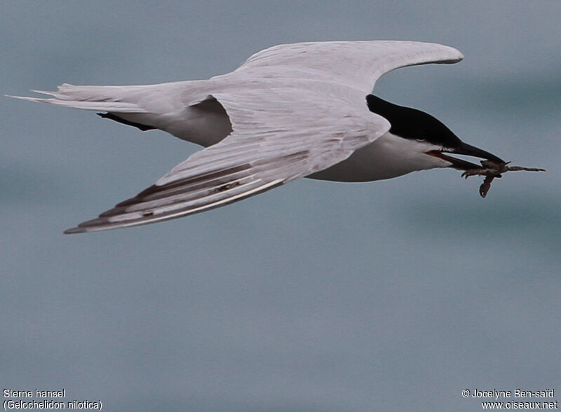 Gull-billed Tern