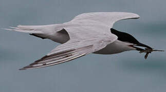 Gull-billed Tern