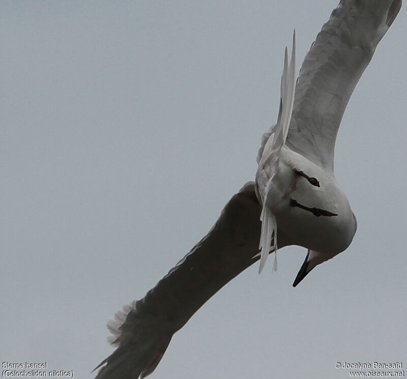 Gull-billed Tern