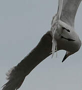 Gull-billed Tern