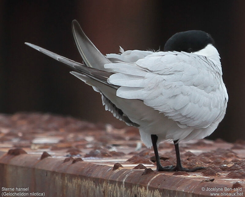 Gull-billed Tern